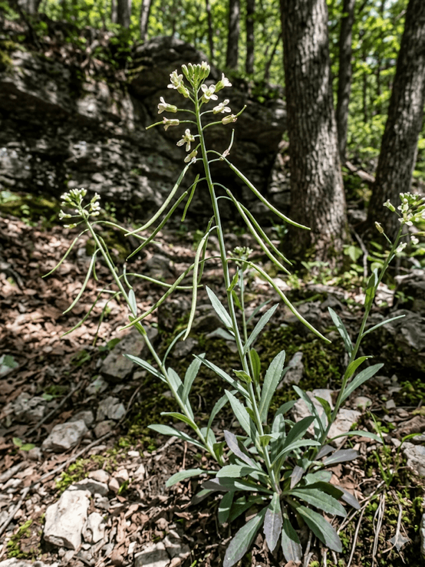 Smooth Rock Cress